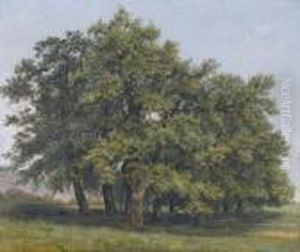 Eichenhain In Ebener Landschaft.