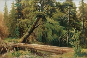 Vue D'une Foret [attributed To Alexandre Calame ; Wooded Landscape ; Oil On Paper] by Alexandre Calame