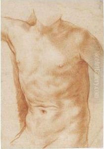 Study Of A Torso