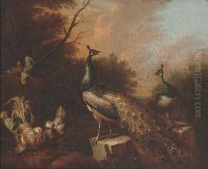 Peacocks and chickens in a landscape
