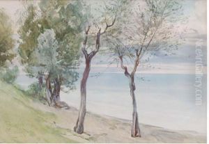Trees On The Coast At Baveno Trees On The Coast At Baveno