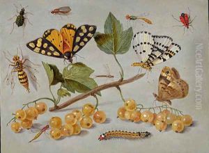Butterflies And Insects by I Jan Van
