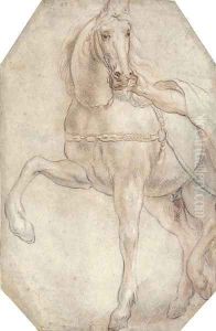 A harnessed horse looking to the right