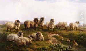 Welsh Black Faced Sheep by Charles Jones