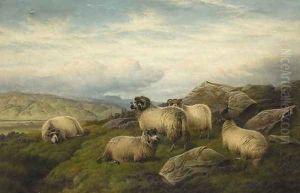Sheep by Charles Jones