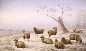 Sheep in Snow by Charles Jones