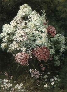 Phlox