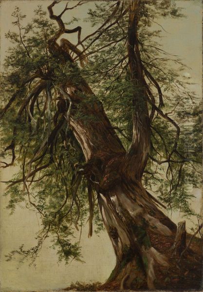 Study of a Cedar - view 1