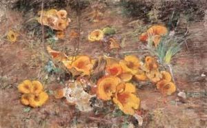 Funghi