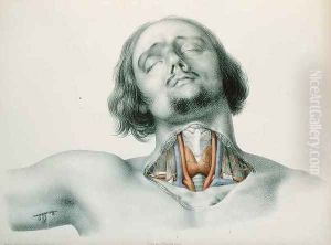 Cross section of the throat by Nicolas Henri Jacob