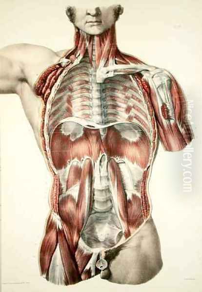 Flayed torso - view 1