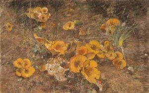Funghi Nel Bosco