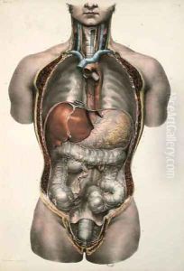 Internal organs by Nicolas Henri Jacob