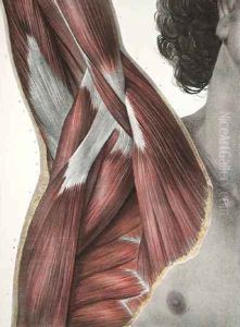 The Shoulder and Axilla by Nicolas Henri Jacob