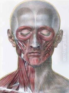 Musculature of the face by Nicolas Henri Jacob