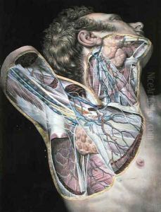 Cross section of the right hand side of the face and neck by Nicolas Henri Jacob