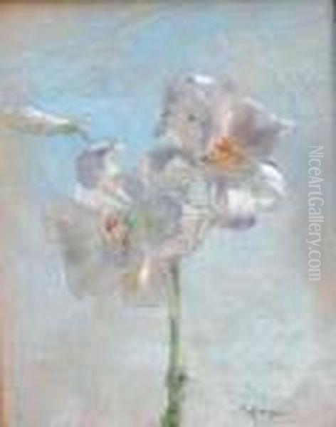 Iris - view 1