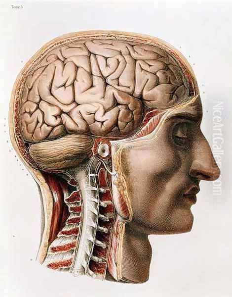 The Brain - view 1