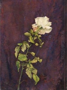 La Rosa Bianca La Rosa Bianca