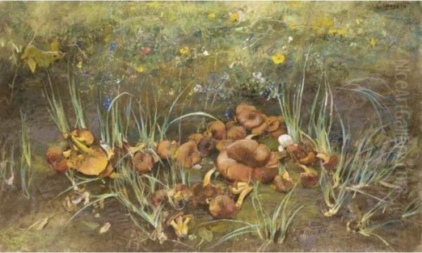 Funghi Recisi In Un Prato - view 1