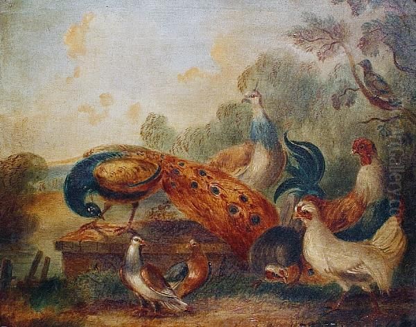 Peacocks - view 1
