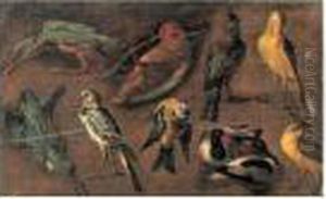Etude D'oiseaux