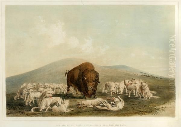 Buffalo Hunt, White Wolves Attacking A Buffalo Bull - view 1