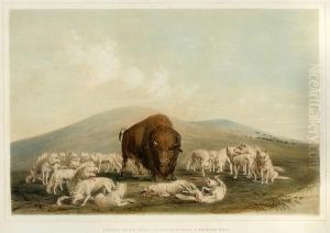 Buffalo Hunt, White Wolves Attacking A Buffalo Bull by George Catlin