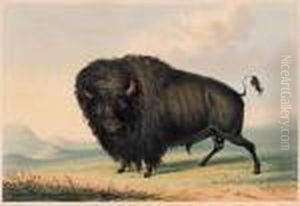 Buffalo Bull Grazing by George Catlin