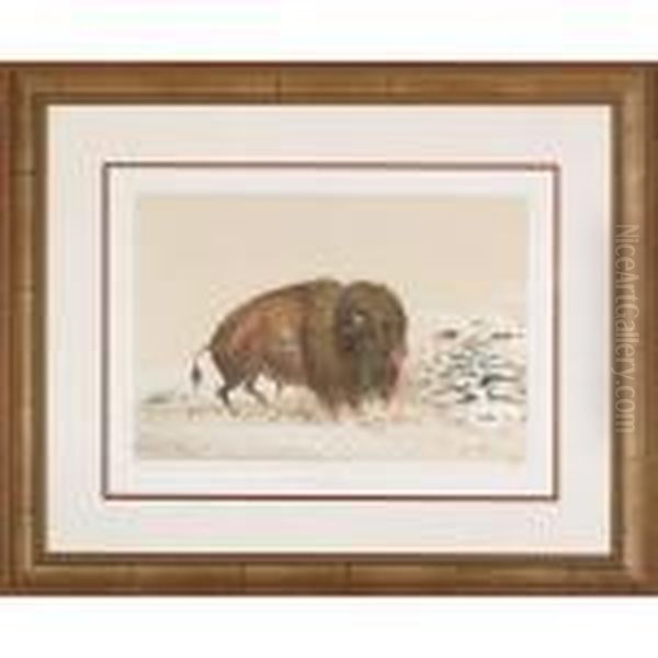 Buffalo Bull Grazing - view 1