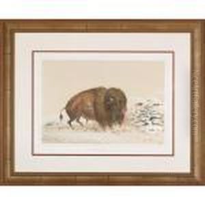 Buffalo Bull Grazing by George Catlin