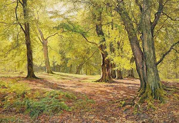 In the Beechwoods - view 1