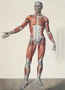 Anatomy of the human body 2