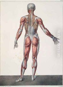 Anatomy of the human body