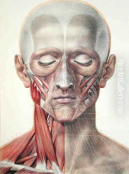 Musculature of the face 2 - view 1