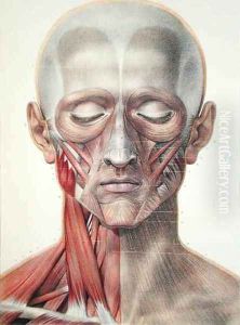 Musculature of the face 2 by Nicolas Henri Jacob