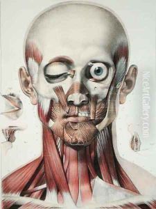 Musculature of the face with the orbit of the eye by Nicolas Henri Jacob