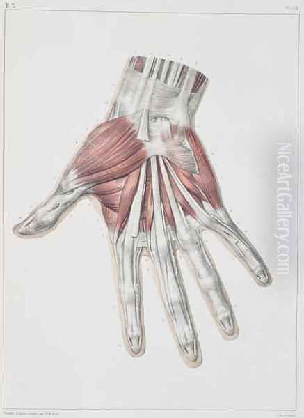 Musculature of the hand - view 1