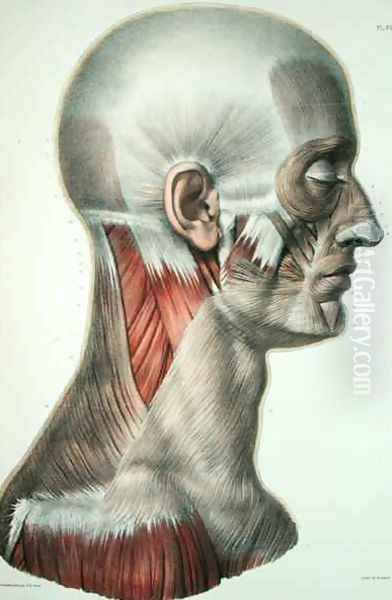 Musculature of the face - view 1