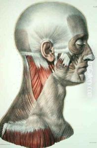 Musculature of the face