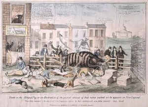 Death on the Striped Pig by David Claypool Johnston