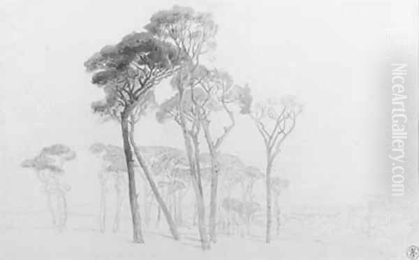 Umbrella pines in the Campagna near Rome, Italy - view 1
