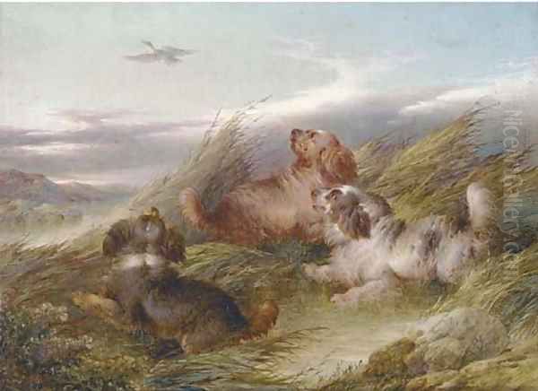 Spaniels putting a mallard up - view 1