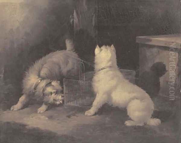 Terriers by a rat trap - view 1