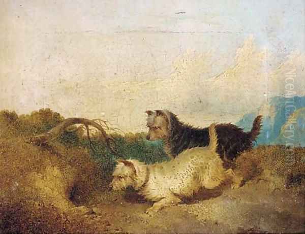Terriers rabbiting - view 1