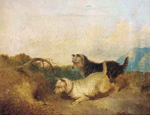 Terriers rabbiting by Paul Jones