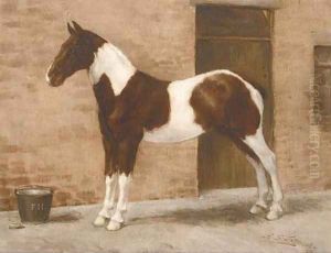 Kitty, a skewbald by Robert S. Jeffcock