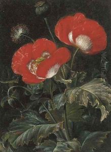 Poppies Poppies