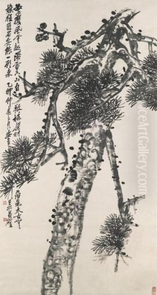 Pine Of Longevity - view 1