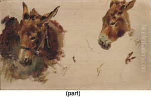 Studies Of A Donkey